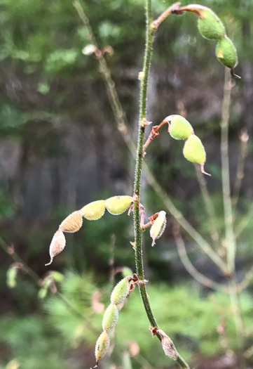 image of Desmodium obtusum, Stiff Tick-trefoil