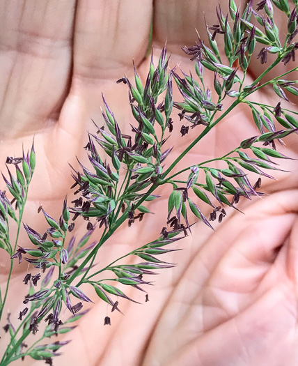 image of Greeneochloa coarctata, Nuttall's Reedgrass