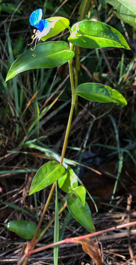 image of Commelina communis, Asiatic Dayflower, Common Dayflower