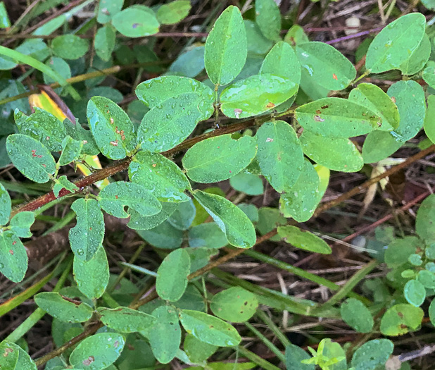 image of Desmodium ciliare, Hairy Small-leaf Tick-trefoil, Littleleaf Tick-trefoil