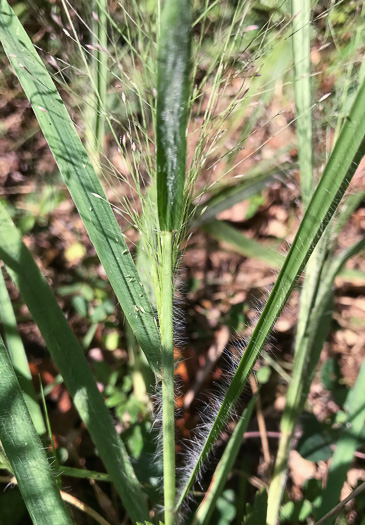 image of Eragrostis spectabilis, Purple Lovegrass, Tumblegrass