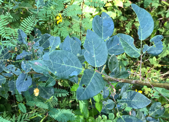 image of Desmodium laevigatum, Smooth Tick-trefoil