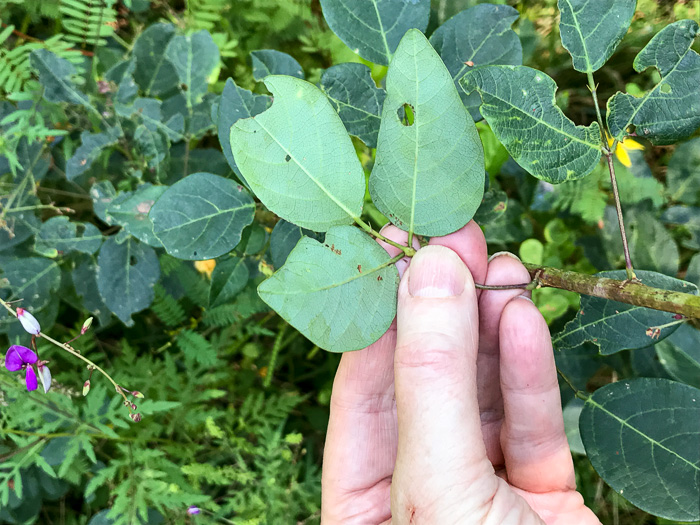 image of Desmodium laevigatum, Smooth Tick-trefoil