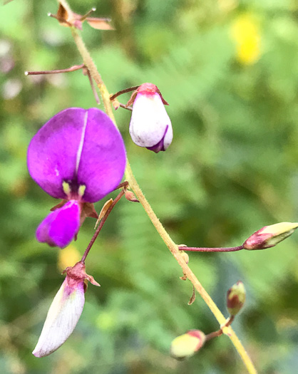 image of Desmodium laevigatum, Smooth Tick-trefoil