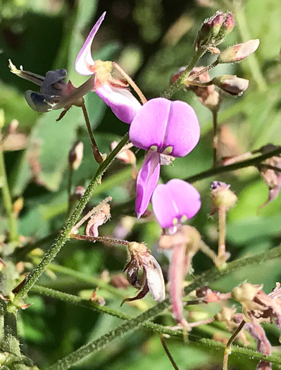 image of Desmodium glabellum, Tall Tick-trefoil, Dillen's Tick-trefoil