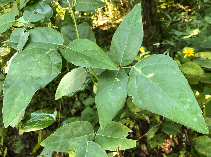 image of Desmodium canescens, Hoary Tick-trefoil