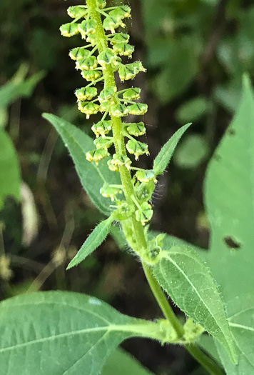 image of Ambrosia trifida var. trifida, Giant Ragweed, Great Ragweed