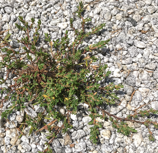 image of Polygonum aviculare ssp. aviculare, Prostrate Knotweed