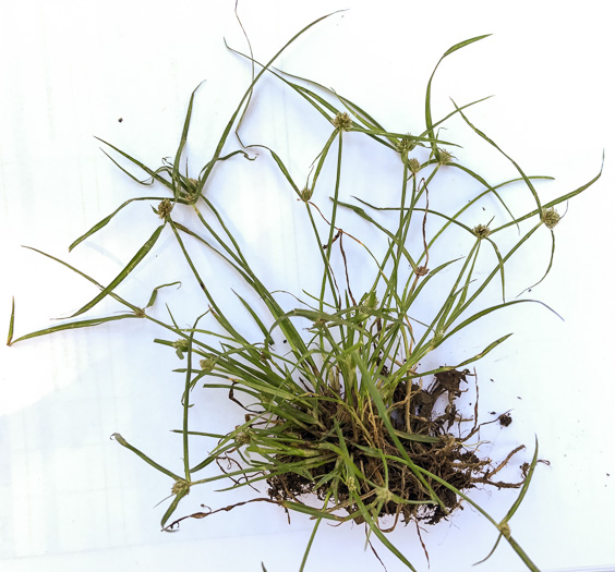 image of Cyperus hortensis, Annual Greenhead Sedge, Low Spikesedge