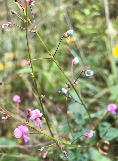 image of Desmodium marilandicum, Smooth Small-leaf Tick-trefoil, Maryland Tick-trefoil