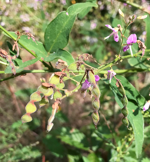 image of Desmodium glabellum, Tall Tick-trefoil, Dillen's Tick-trefoil