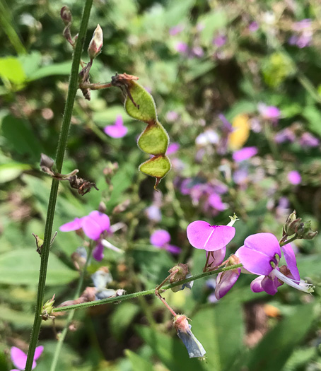 image of Desmodium glabellum, Tall Tick-trefoil, Dillen's Tick-trefoil