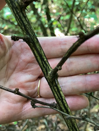 image of Berberis thunbergii, Japanese Barberry