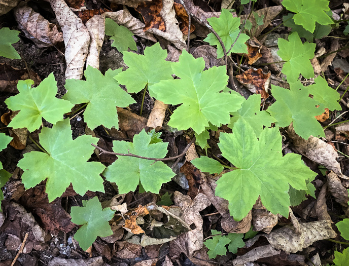 image of Hydrophyllum canadense, Mapleleaf Waterleaf, Broadleaf Waterleaf, Canada Waterleaf, Bluntleaf Waterleaf