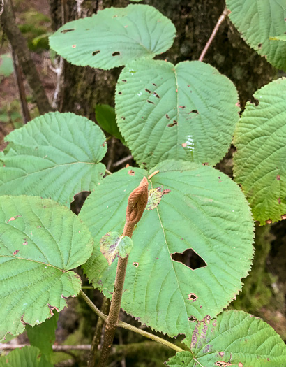 image of Viburnum lantanoides, Witch Hobble, Moosewood, Hobblebush, Tangle-legs