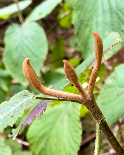 image of Viburnum lantanoides, Witch Hobble, Moosewood, Hobblebush, Tangle-legs