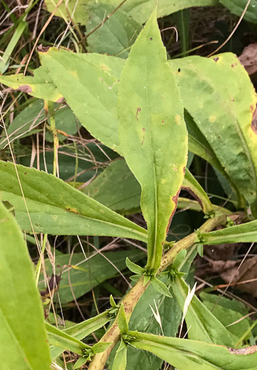 image of Solidago glomerata, Skunk Goldenrod, Clustered Goldenrod