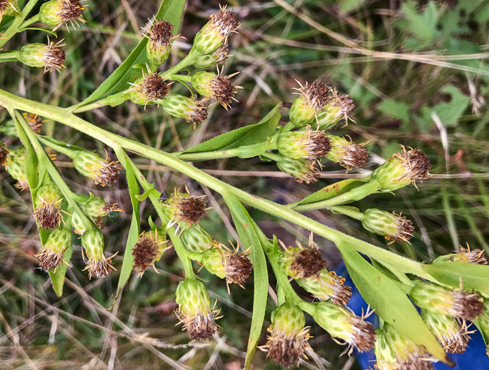 image of Solidago glomerata, Skunk Goldenrod, Clustered Goldenrod