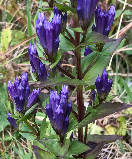 image of Gentianella quinquefolia, Stiff Gentian, Appalachian Gentianella, Fivefinger Gentian, Eastern Agueweed