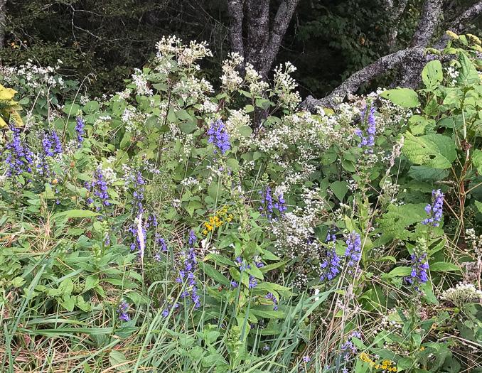 image of Lobelia siphilitica, Great Blue Lobelia