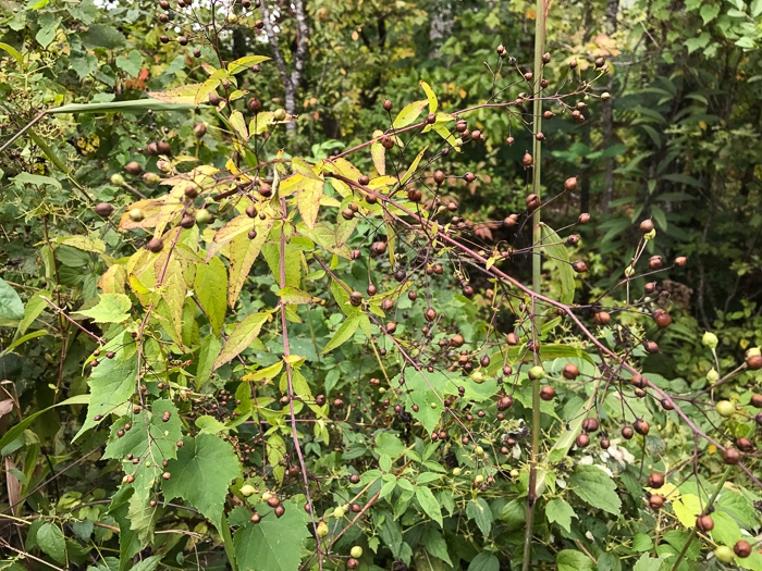 image of Scrophularia marilandica, Eastern Figwort, Carpenter's Square, Late Figwort