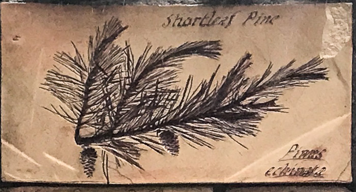 image of Pinus echinata, Shortleaf Pine, Yellow Pine, Rosemary Pine