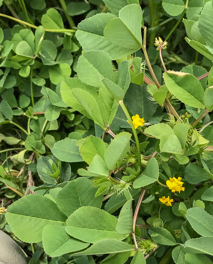 Medicago polymorpha, Toothed Medick, Smooth Bur-clover