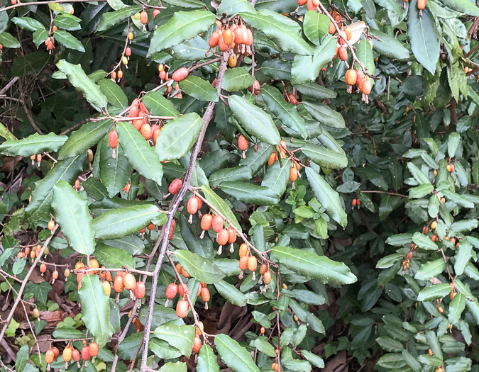 image of Elaeagnus pungens, Thorny Olive, Autumn Siverberry, Silverthorn, Thorny Elaeagnus