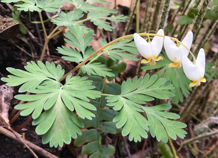 image of Dicentra cucullaria, Dutchman's Britches