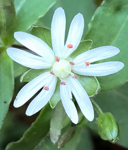 image of Stellaria pubera, Star Chickweed, Giant Chickweed, Great Chickweed, Common Starwort