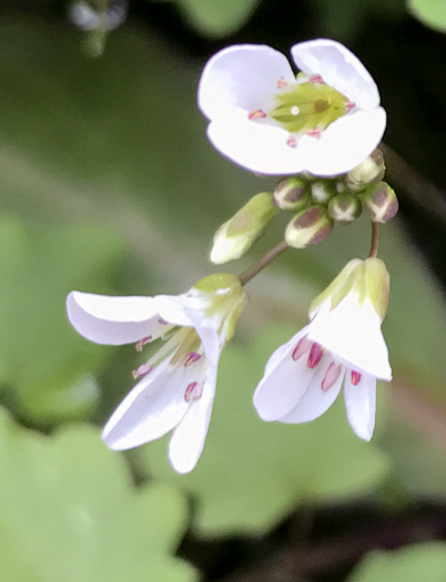 image of Cardamine flagellifera +, Blue Ridge Bittercress