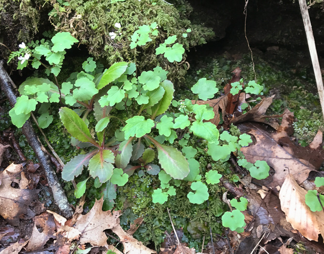 image of Cardamine flagellifera +, Blue Ridge Bittercress