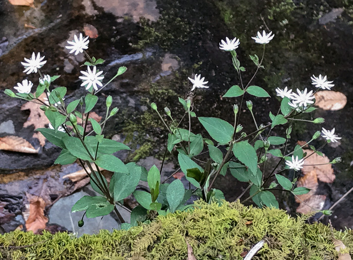 image of Stellaria pubera, Star Chickweed, Giant Chickweed, Great Chickweed, Common Starwort