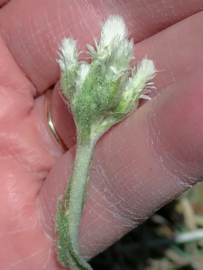 image of Antennaria plantaginifolia, Plantainleaf Pussytoes, Plantain Pussytoes