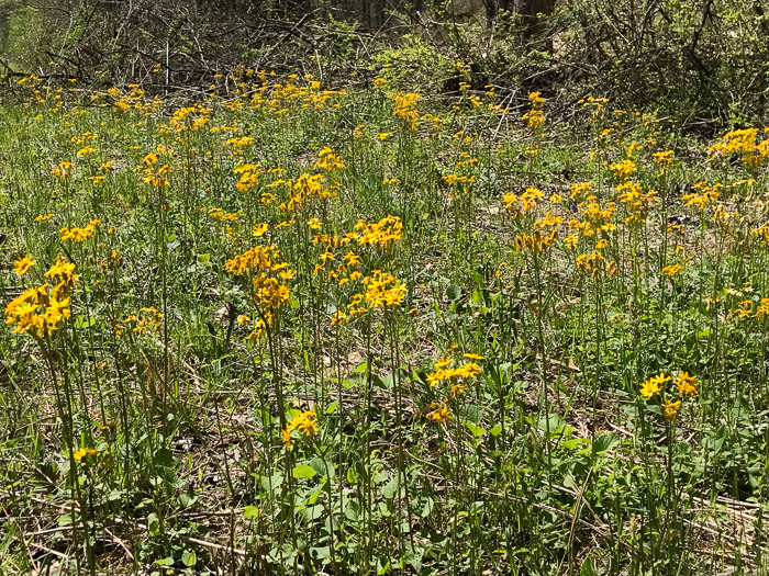 image of Packera aurea, Golden Ragwort, Heartleaf Ragwort, Golden Groundsel