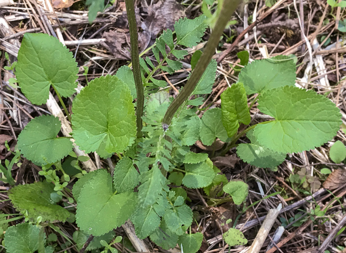 image of Packera aurea, Golden Ragwort, Heartleaf Ragwort, Golden Groundsel