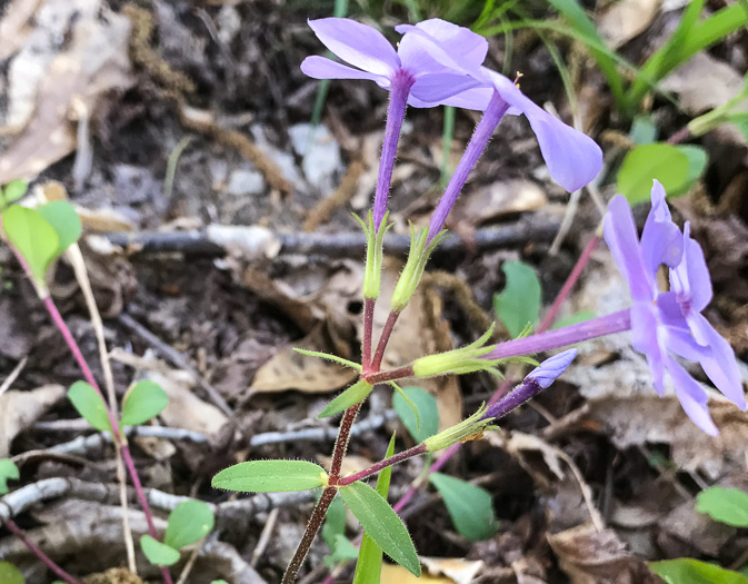 image of Phlox stolonifera, Creeping Phlox