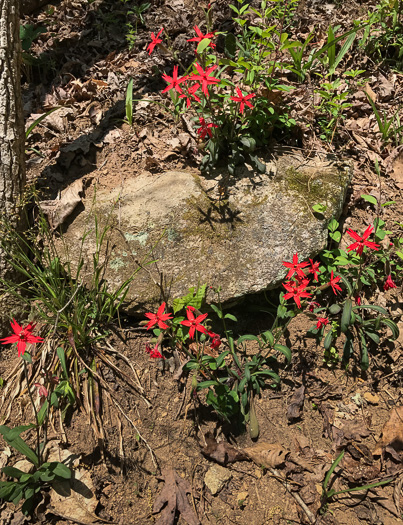 image of Silene virginica var. virginica, Fire-pink