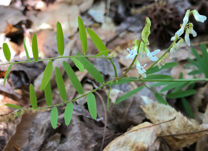 image of Vicia caroliniana, Carolina Vetch, Wood Vetch, Pale Vetch