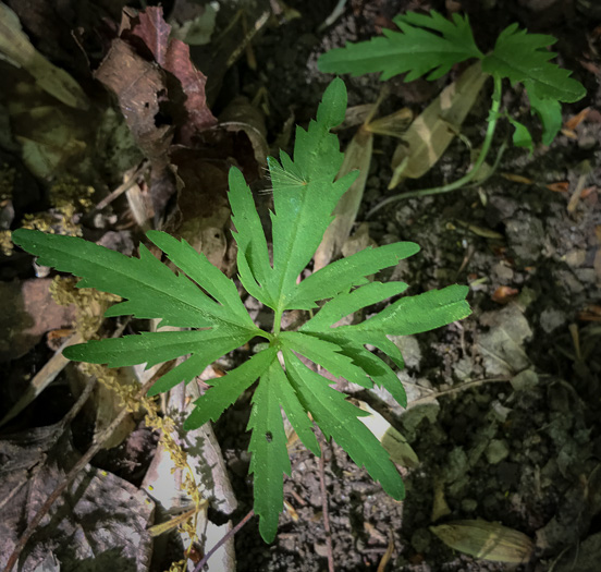 image of Cardamine concatenata, Cutleaf Toothwort