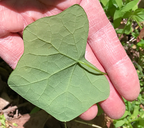 image of Menispermum canadense, Moonseed, Yellow Parilla