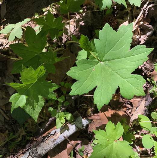 image of Hydrophyllum canadense, Mapleleaf Waterleaf, Broadleaf Waterleaf, Canada Waterleaf, Bluntleaf Waterleaf