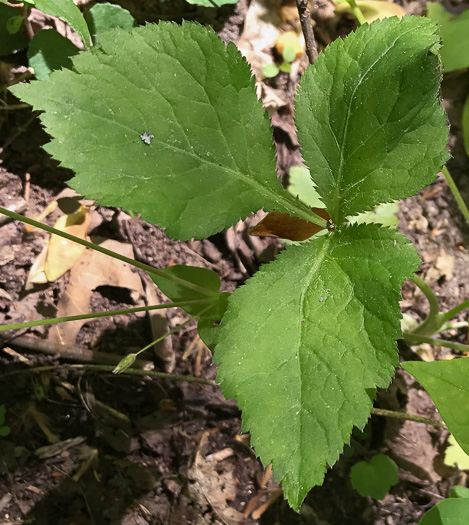 image of Cryptotaenia canadensis, Honewort