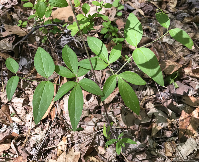 image of Clematis terniflora, Sweet Autumn Clematis, Yam-leaved Clematis, Sweet Autumn Virgin's Bower, Japanese Virgin's-bower