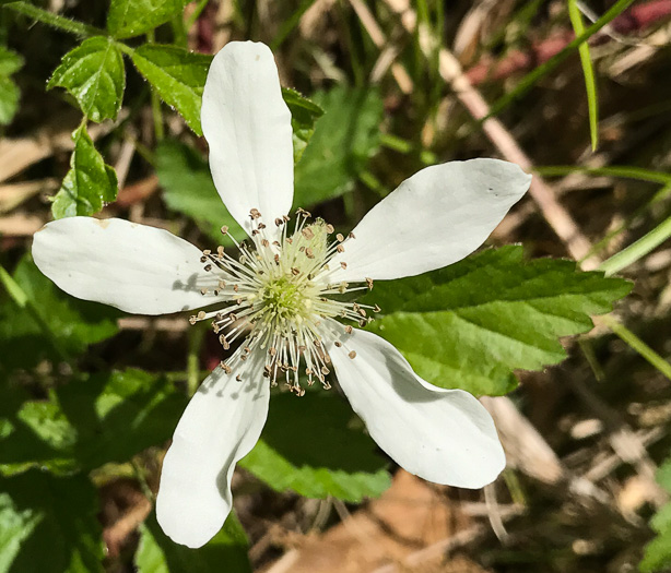 image of Rubus flagellaris, Common Dewberry, Northern Dewberry