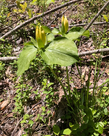 image of Trillium cuneatum, Little Sweet Betsy, Purple Toadshade