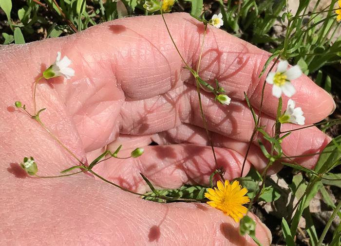 image of Geocarpon glabrum, Appalachian Sandwort