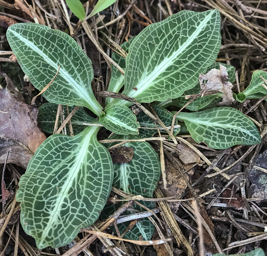 Goodyera pubescens, Downy Rattlesnake-orchid, Downy Rattlesnake-plantain