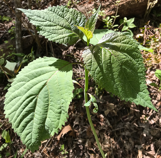 image of Collinsonia canadensis, Northern Horsebalm, Citronella, Canada Stoneroot, Canada Horsebalm