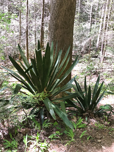 image of Yucca filamentosa, Beargrass, Spoonleaf Yucca, Curlyleaf Yucca